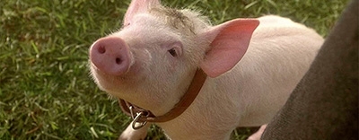 Babe: A Perfect Family Movie image