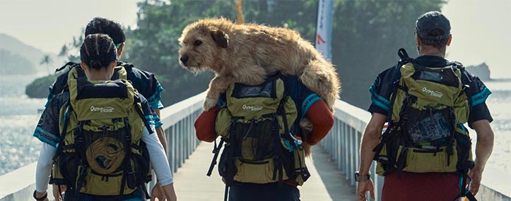 Arthur the King: Mark Wahlberg's Heartwarming 2024 Dog Movie image