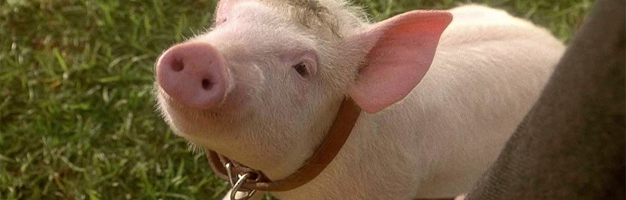 Babe: The Greatest Talking Pig Movie of All Time image